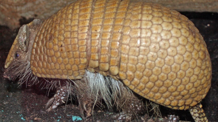 A close-up sideview photo of a real armadillo.