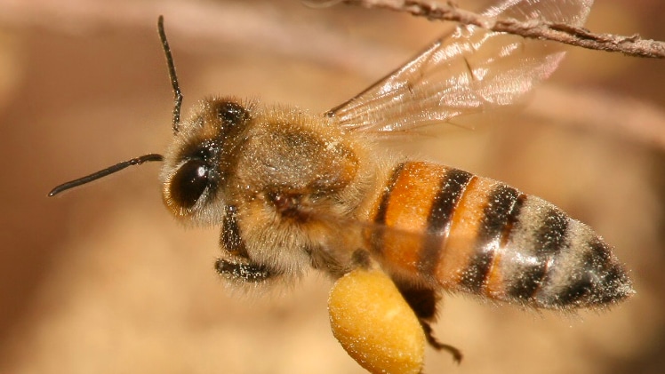 A close-up of a real-world bee.