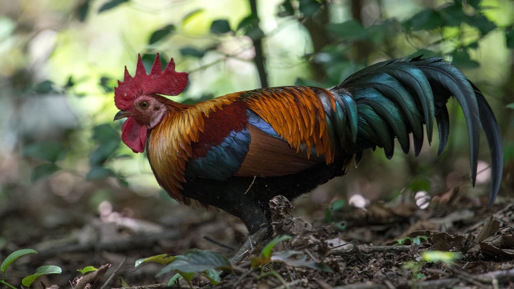 A real-world rooster.
