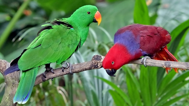 A photo of two real-life parrots.