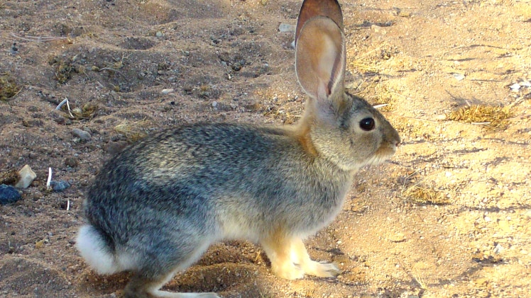 A real-world rabbit!