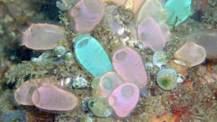 A real-world sea pickle lighting up the ocean!