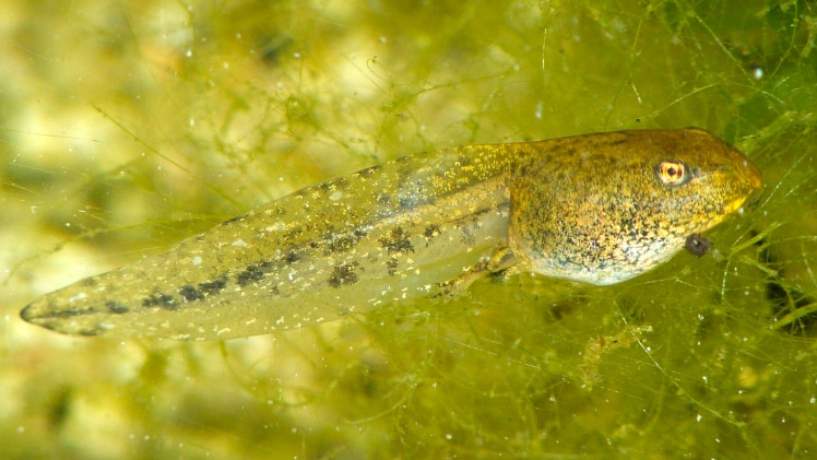 A photo of a real-world tadpole.